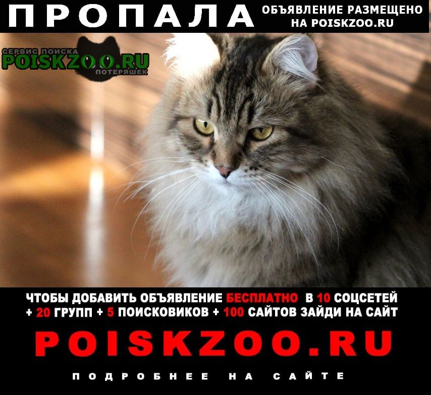 Иваново Пропал кот