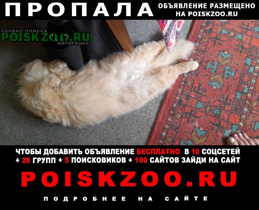 Фрязино Пропала кошка пушистая, ушла 2.08.22 из снт заозе