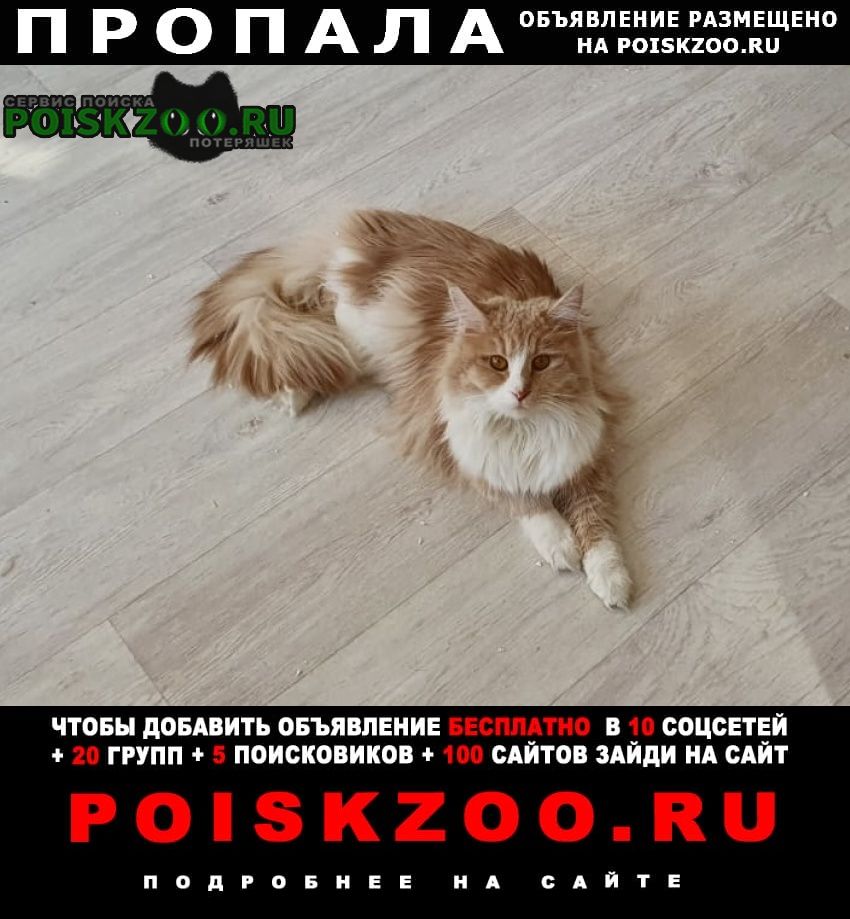 Пропала кошка 1-я ватутинская улица дома 17, 19 Москва