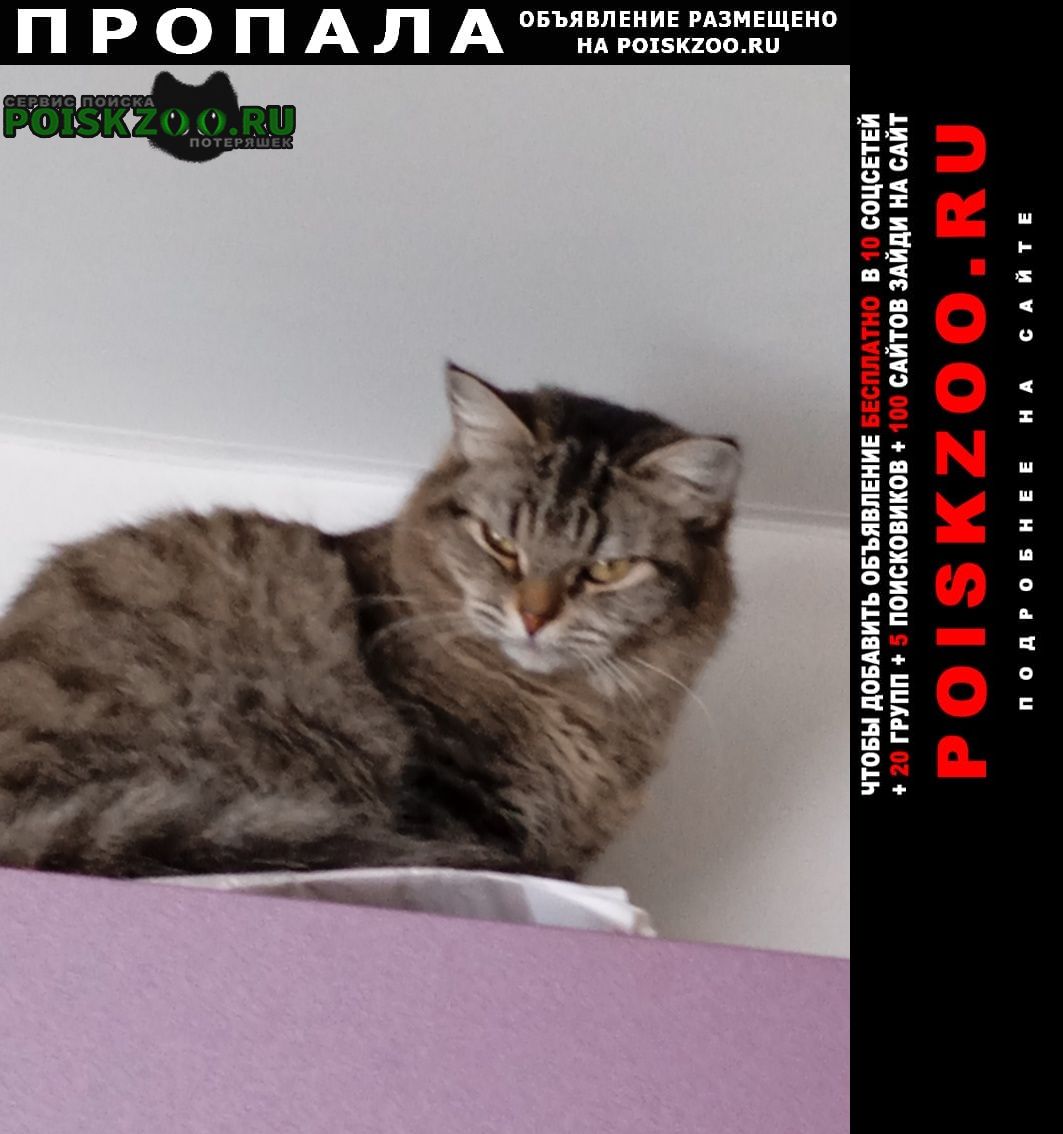Пропала кошка помогите найти Прокопьевск