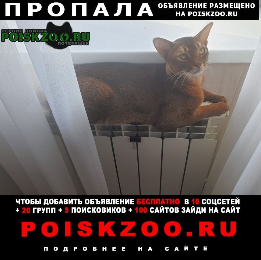 Пропал кот, ул. шолохова, 71 Новоалександровск