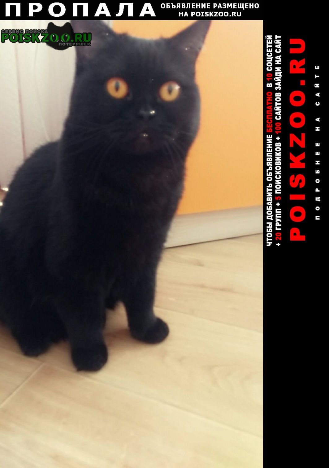 Харовск Пропала кошка чисто черная.