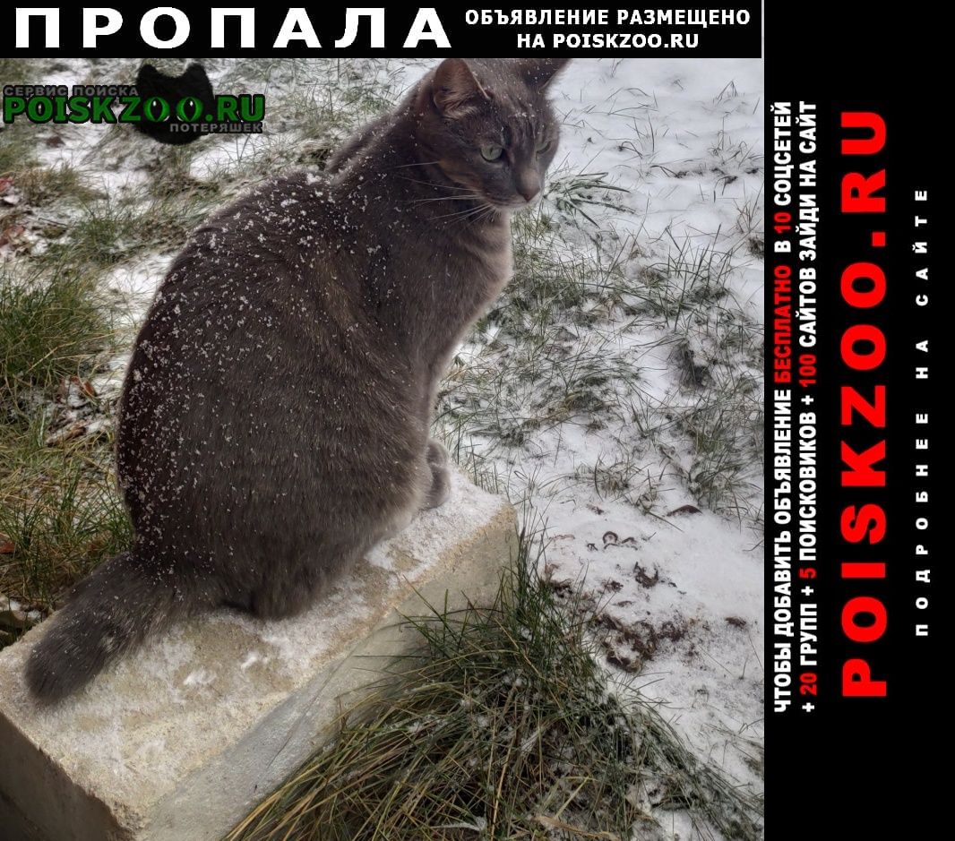 Пропал кот серый с коротким хвостом Москва