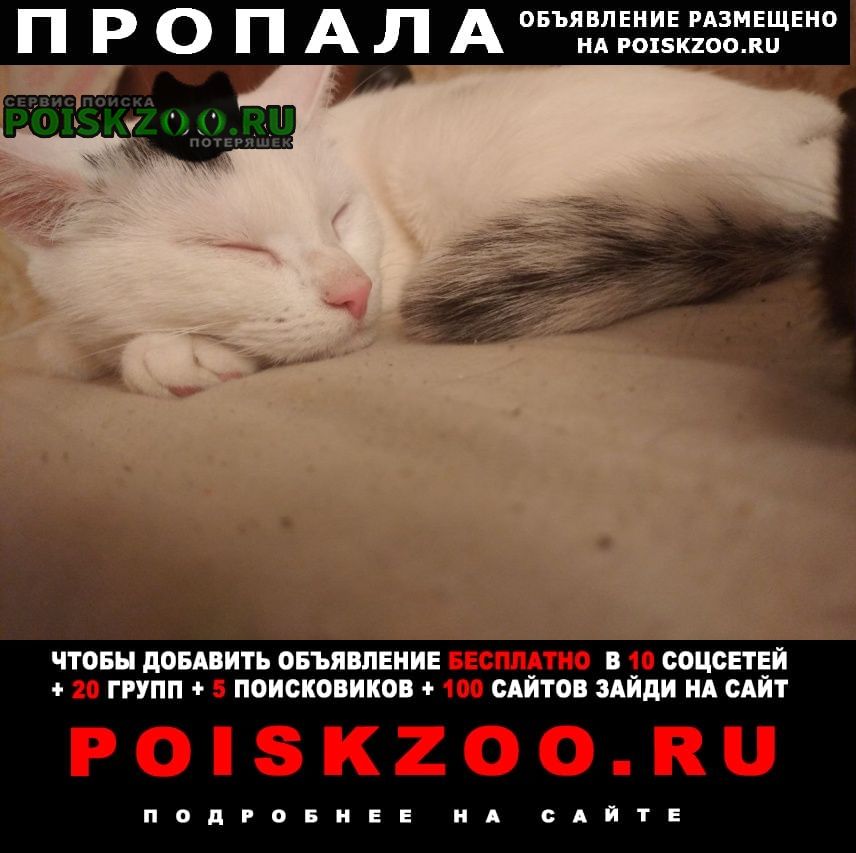 Пропала кошка Петрозаводск