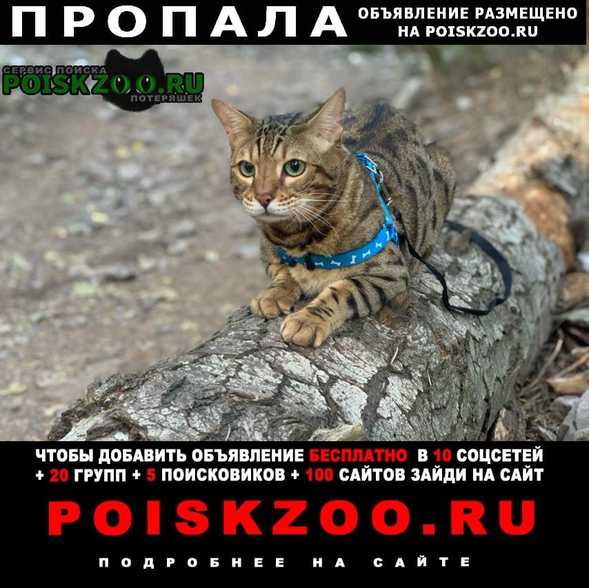Дмитров Пропал кот