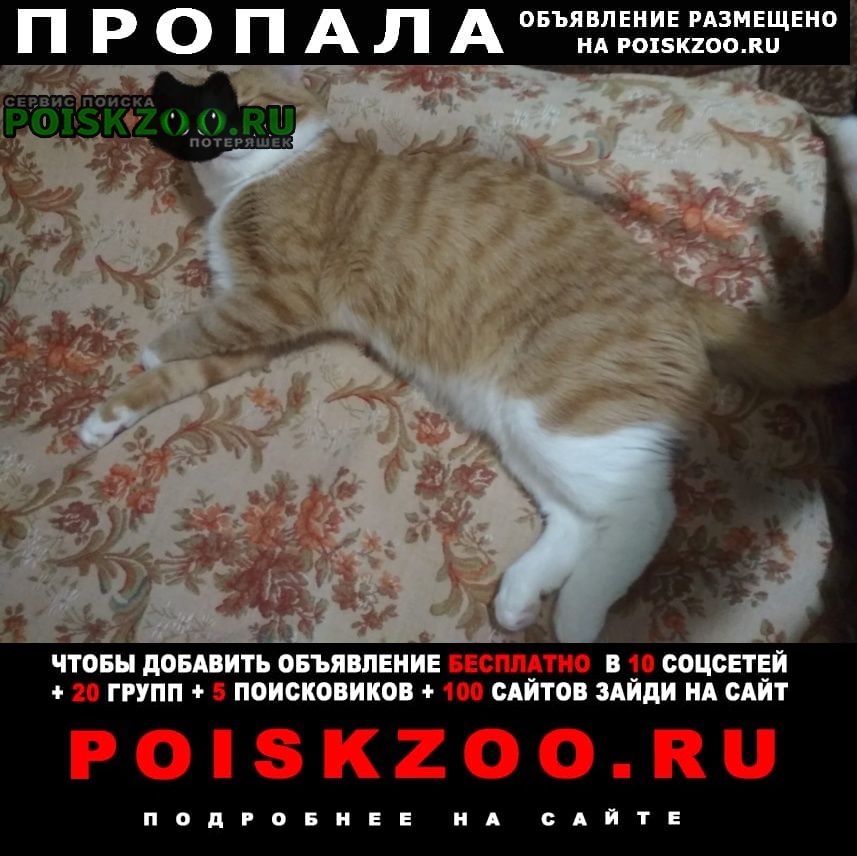 Лотошино Пропал кот