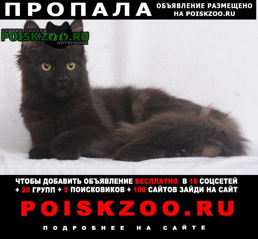 Чехов Пропала кошка. чёрная мейкун