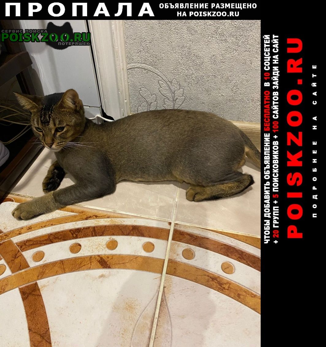 Махачкала Пропал кот