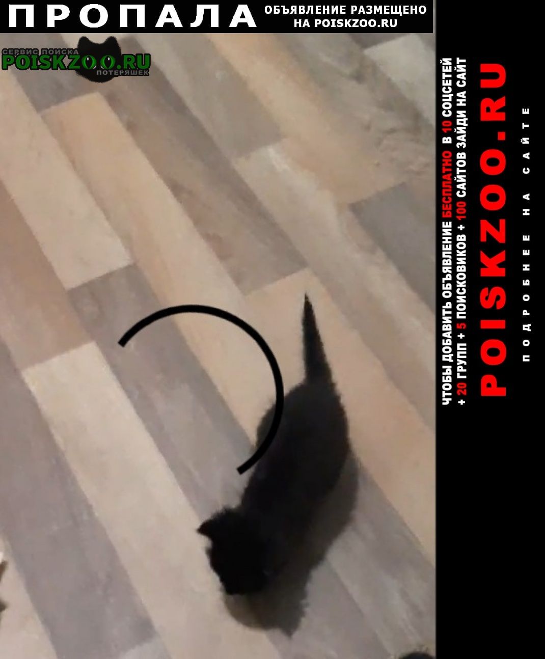 Пропала кошка месячный котёнок ( мальчик) Ставрополь