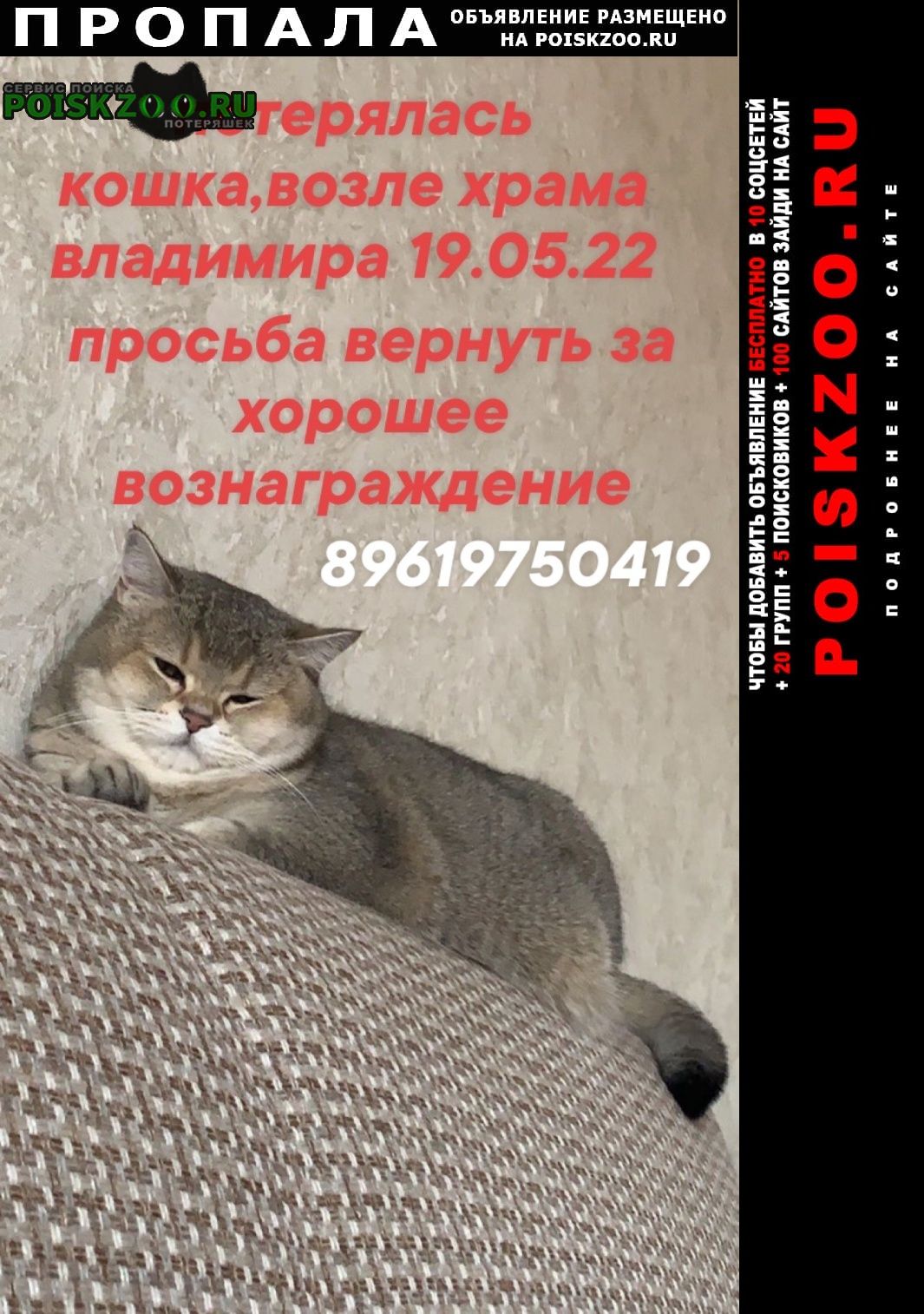 Пропала кошка Астрахань