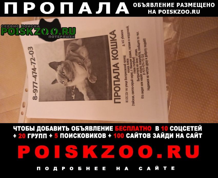 Москва Пропала кошка помогите найти кошечку пожалуйста