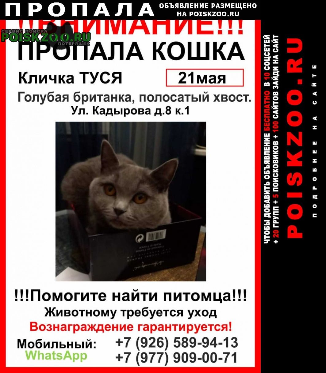 Пропала кошка туся Москва
