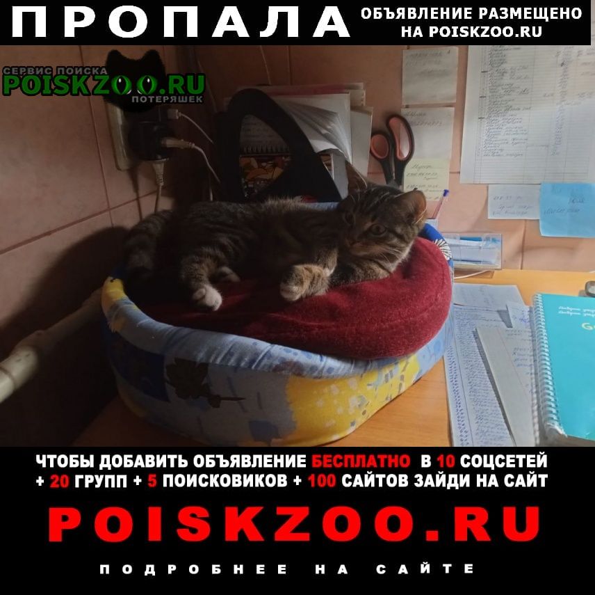 Пропала кошка маруся Воронеж