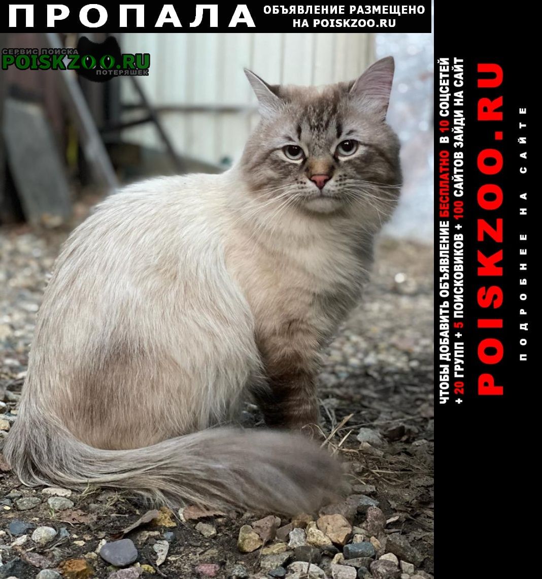 Пропала кошка кот Загорянский