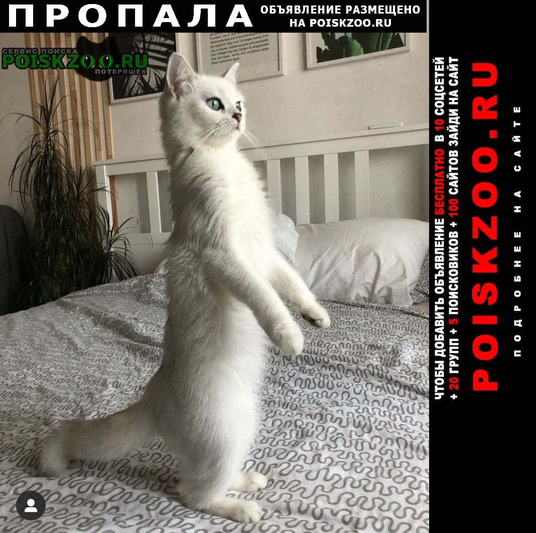 Пропала кошка Невинномысск
