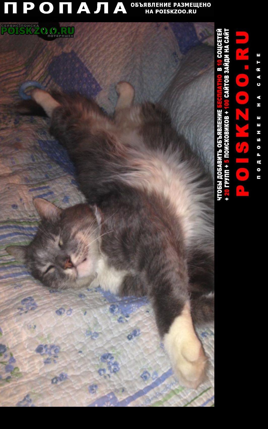 Пропал кот серый пушистый, очень крупный Ростов-на-Дону