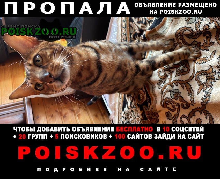 Киржач Пропал кот фаня