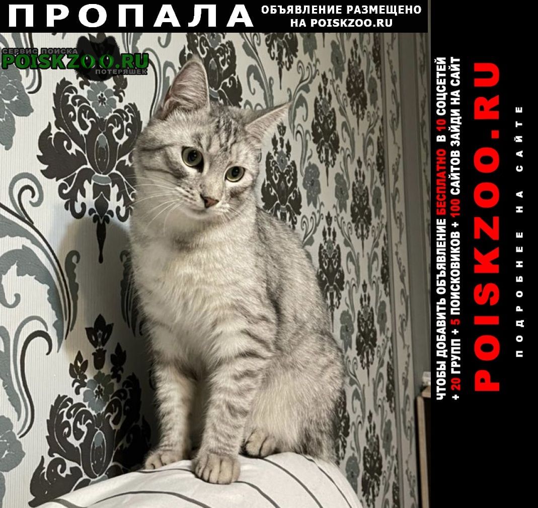 Якутск Пропал кот