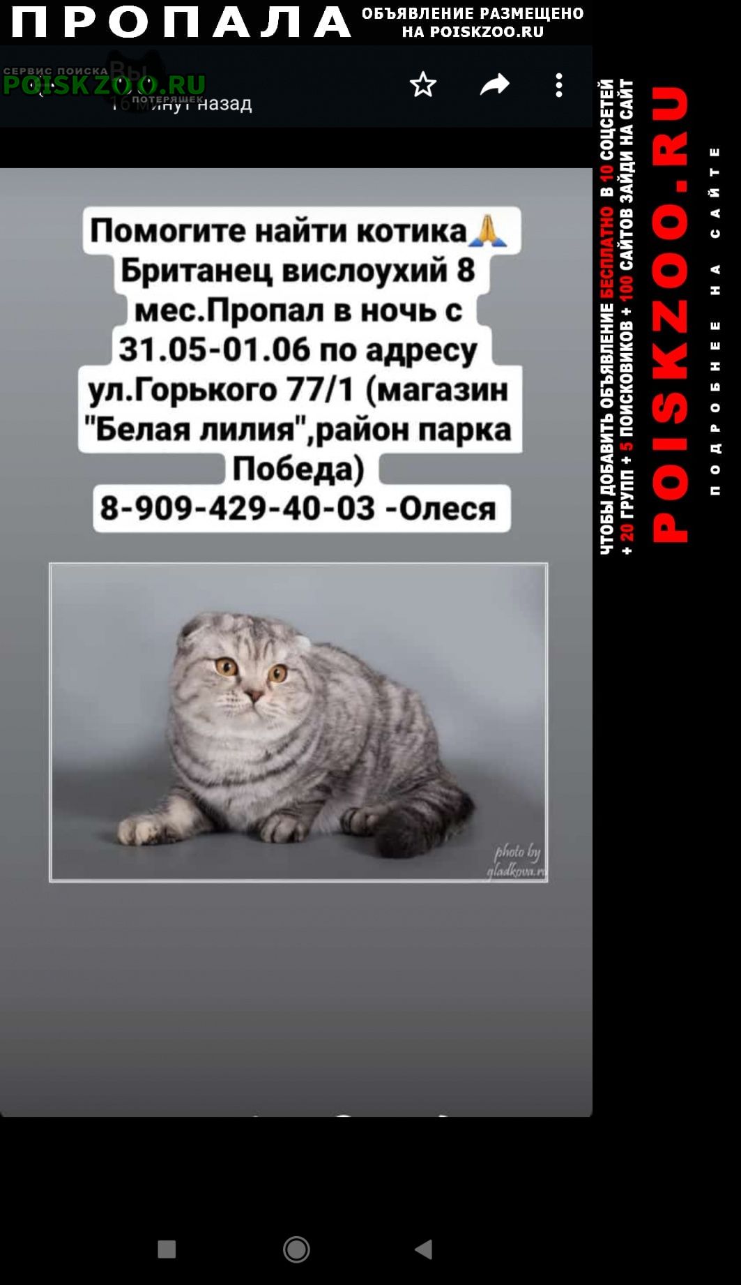 Пропал кот Волгодонск
