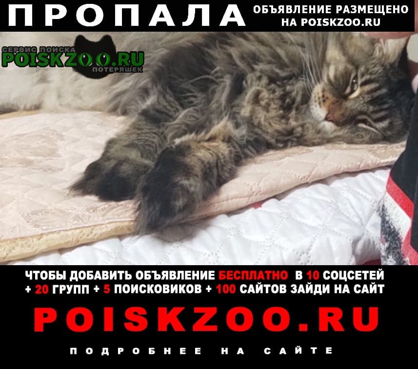 Нижний Новгород Пропал кот мэйн-кун, окрас табби, мальчик