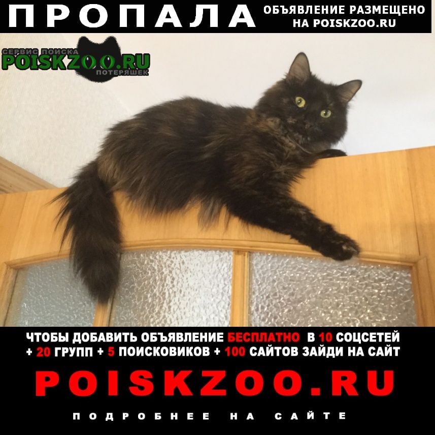 Нижний Новгород Пропала кошка