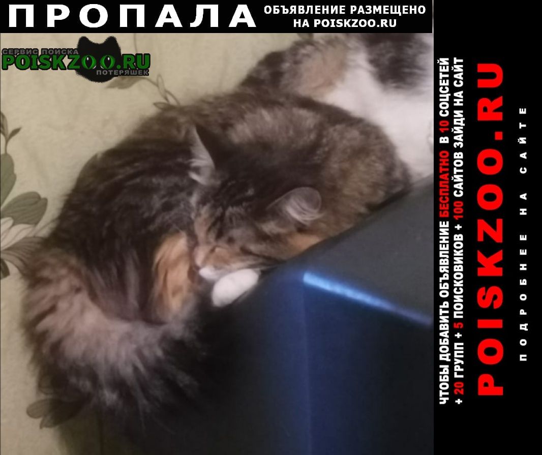 Хабаровск Пропала кошка серая трех цветнаяпушистая