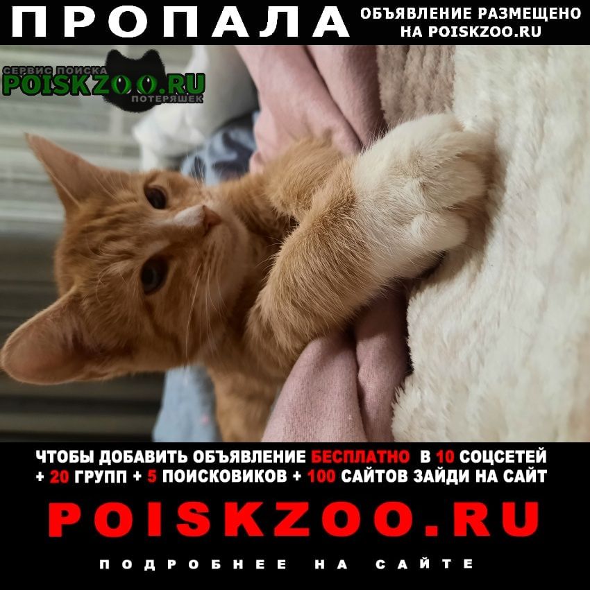 Москва Пропала кошка кошечка рыжая