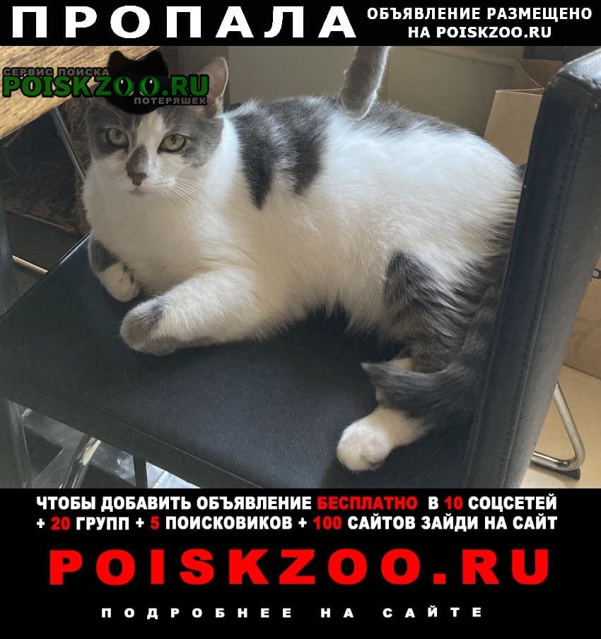 Москва Пропал кот самец. бело-серый