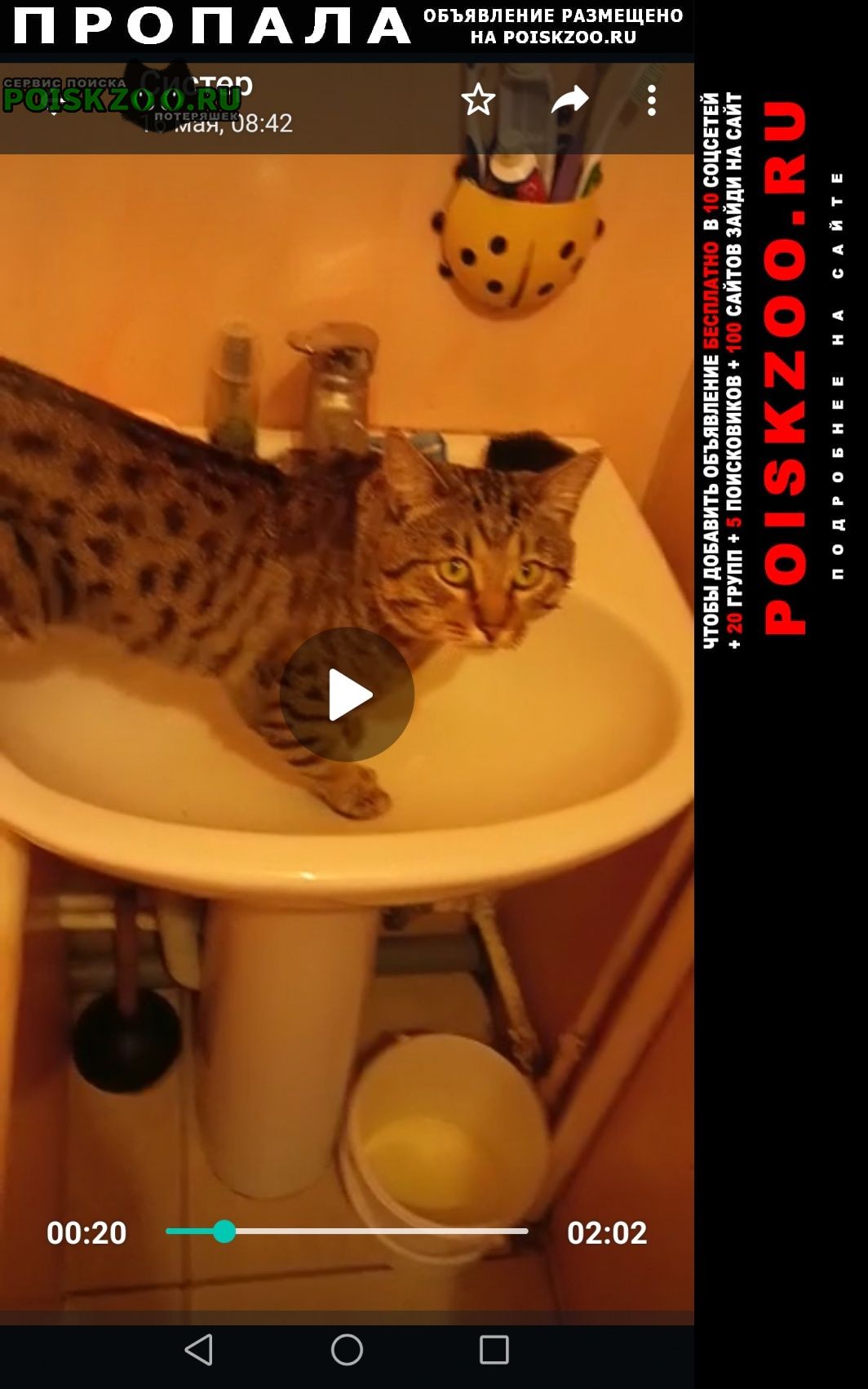 Москва Пропал кот леопардовый, очень ласковый, умный
