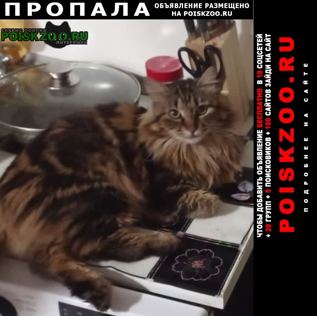 Владивосток Пропала кошка за вознагрождение