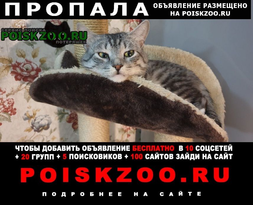 Сочи Пропал кот 8 лет ул. пионерская 51