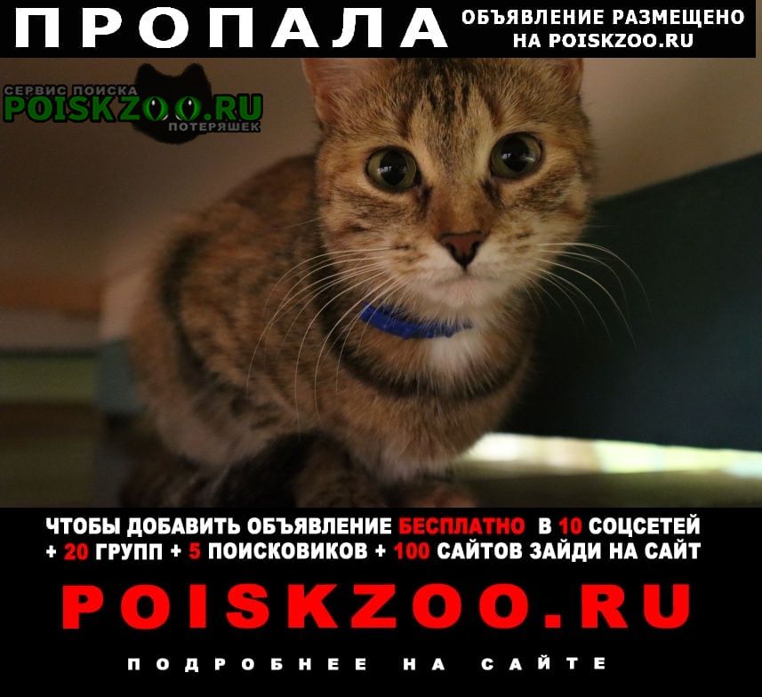 Пропала кошка синий ошейник рязанский проспект Москва