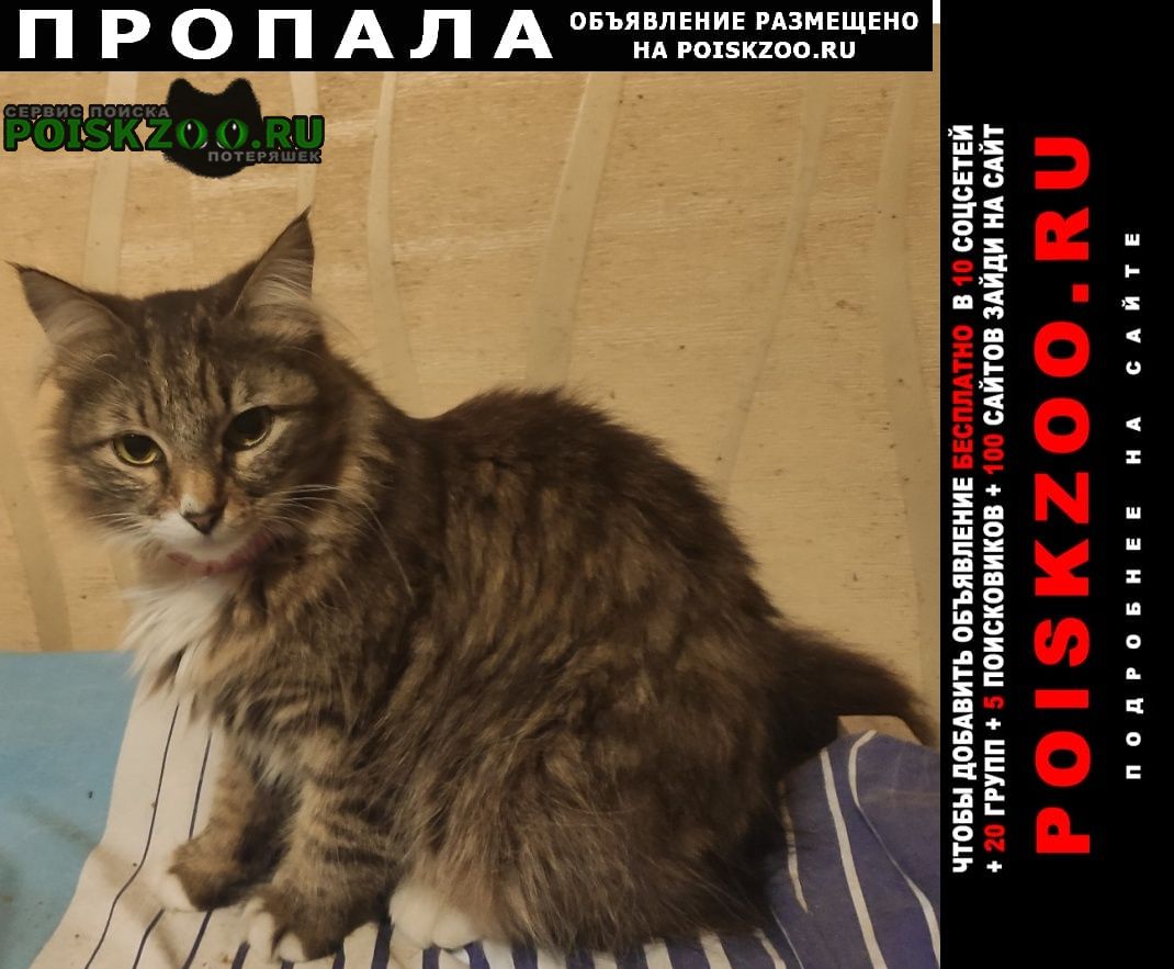 Пропала кошка по кличке люция Новочеркасск