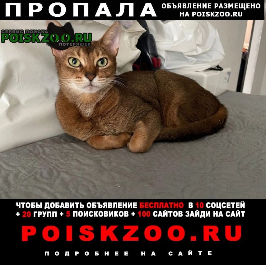 Пропала кошка абиссинской породы Димитровград