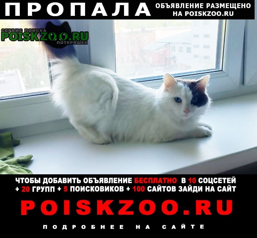 Москва Пропала кошка в попоне