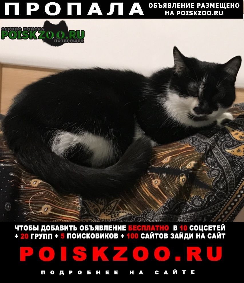 Томск Пропала кошка на даче между победой и кулманы