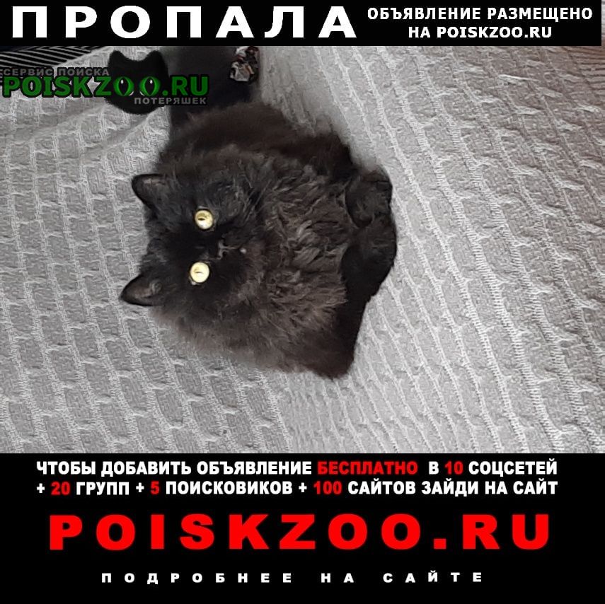 Ульяновск Пропал кот