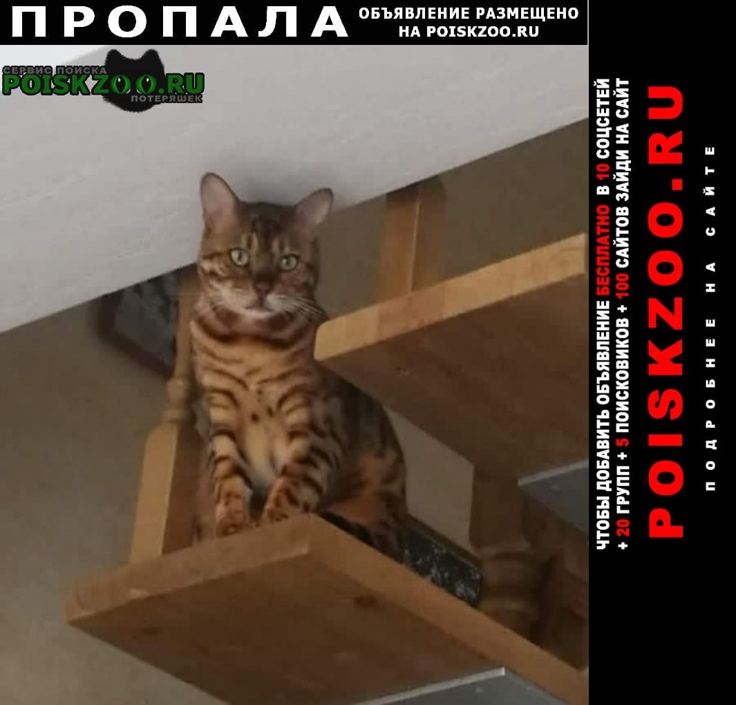 Копейск Пропал кот бенгал