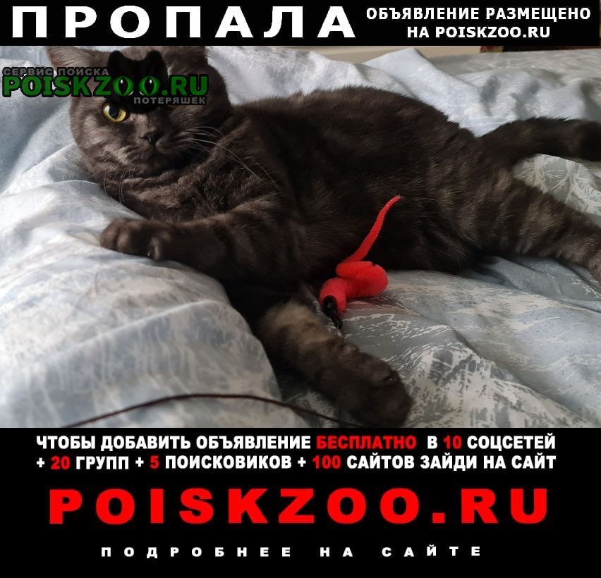 Пропала кошка в истринском районе д. троица Истра