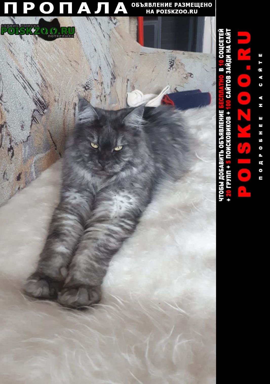Тула Пропал кот мейн кун, 6 лет, окрас серый