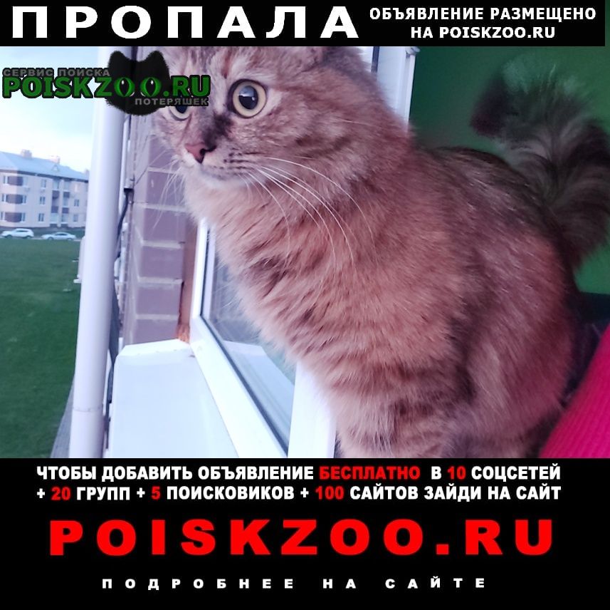 Москва Пропала кошка