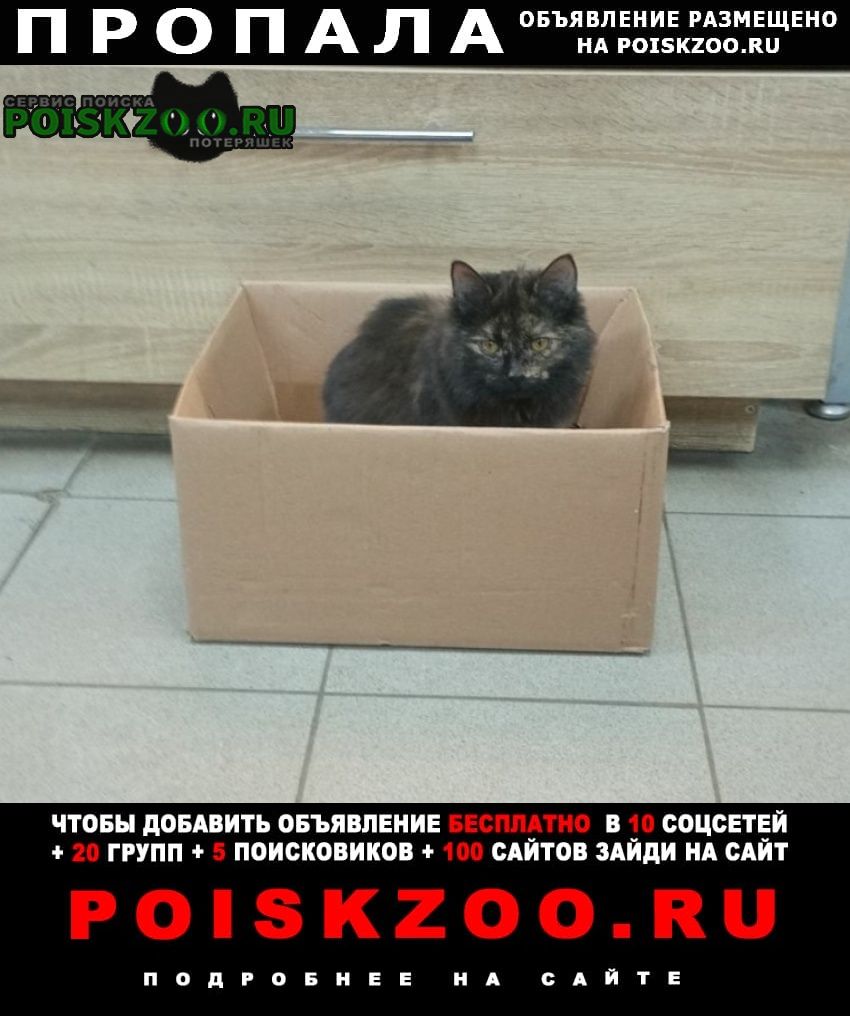 Пропала кошка Нижний Новгород