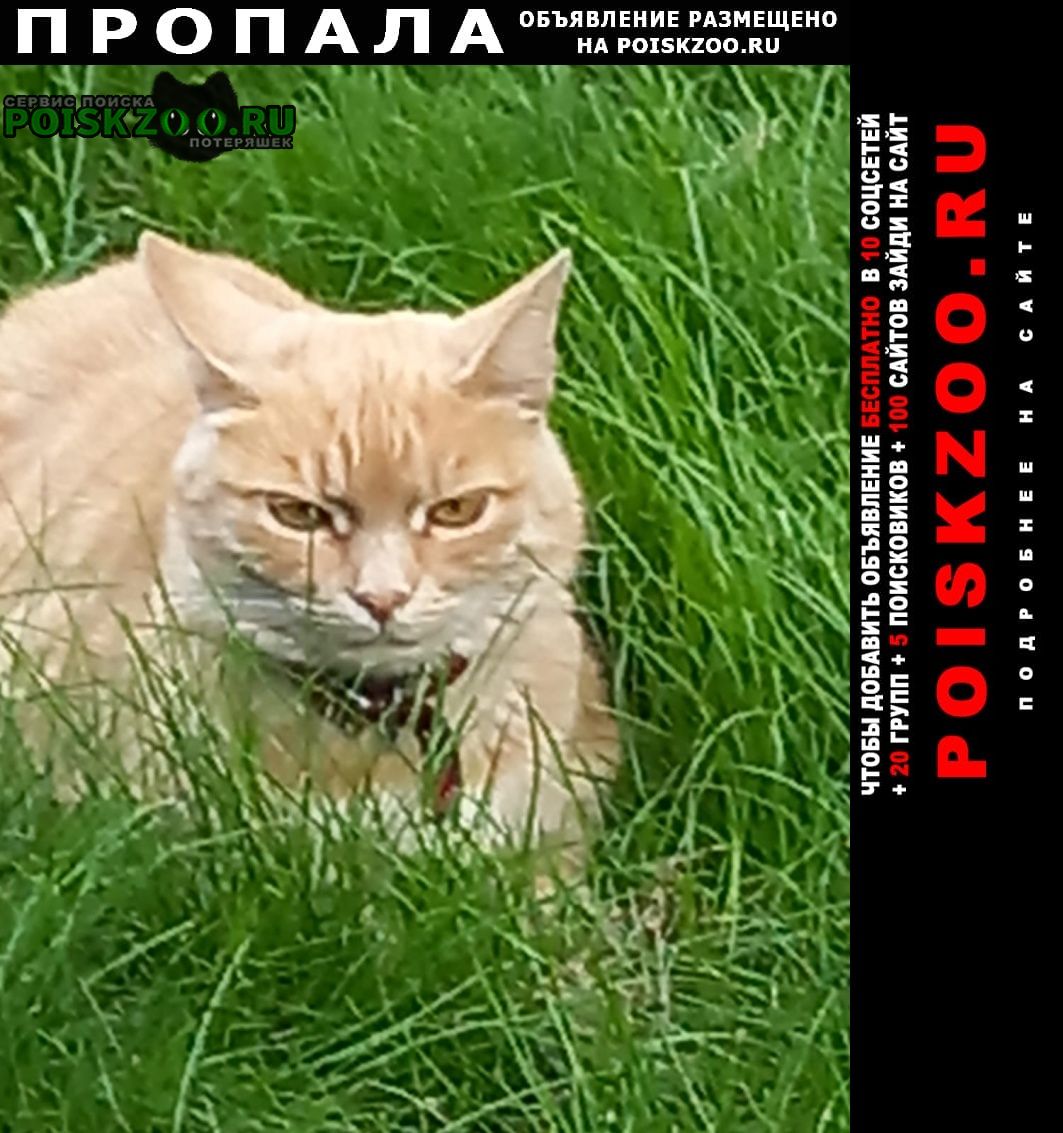 Пропала кошка в районе поселка мозжинка Звенигород