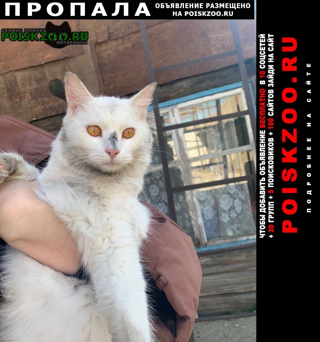 Аткарск Пропал кот в районе 2-ой залинии