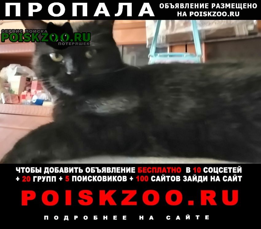 Щелково Пропал кот чёрный, молодой, стерилизованный
