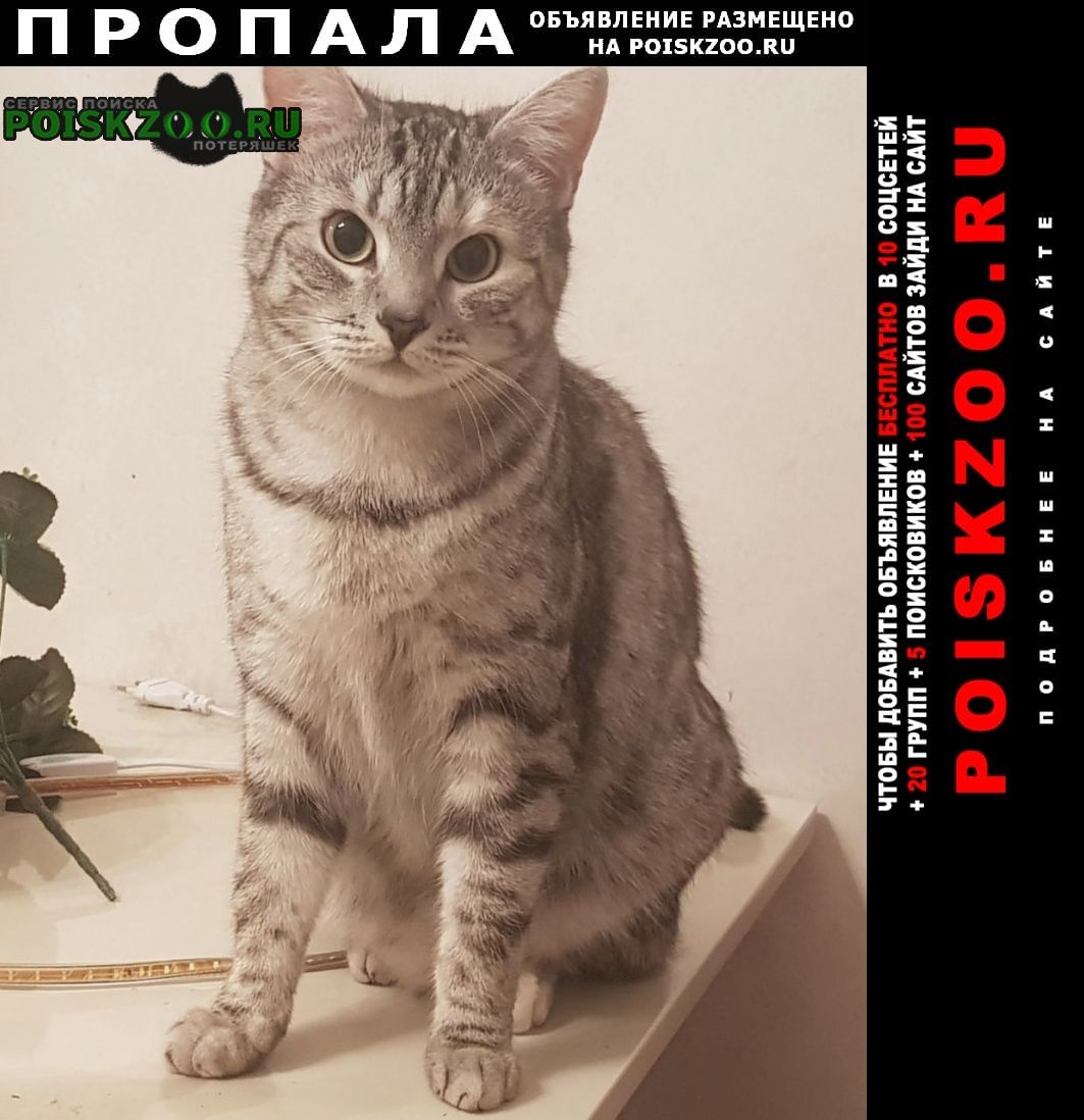 Пропала кошка серая полосатая Санкт-Петербург