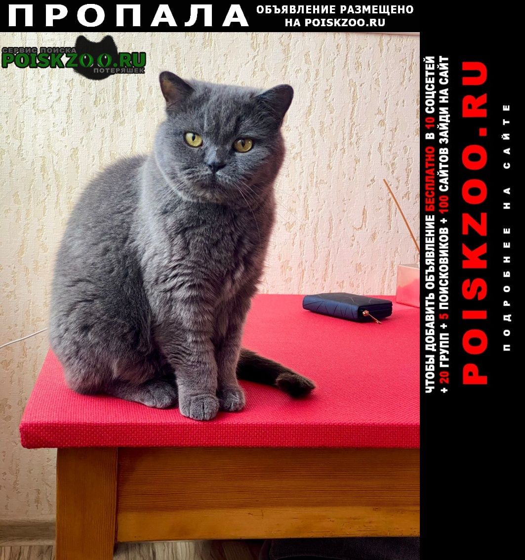 Ставрополь Пропала кошка британская серая