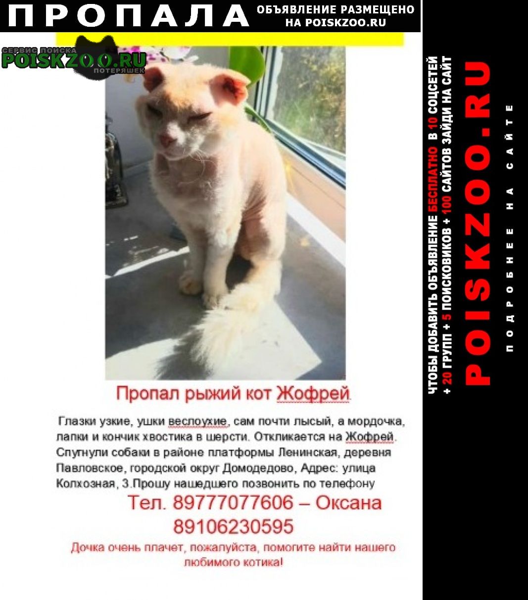 Домодедово Пропал кот помогите найти рыжего жофрея