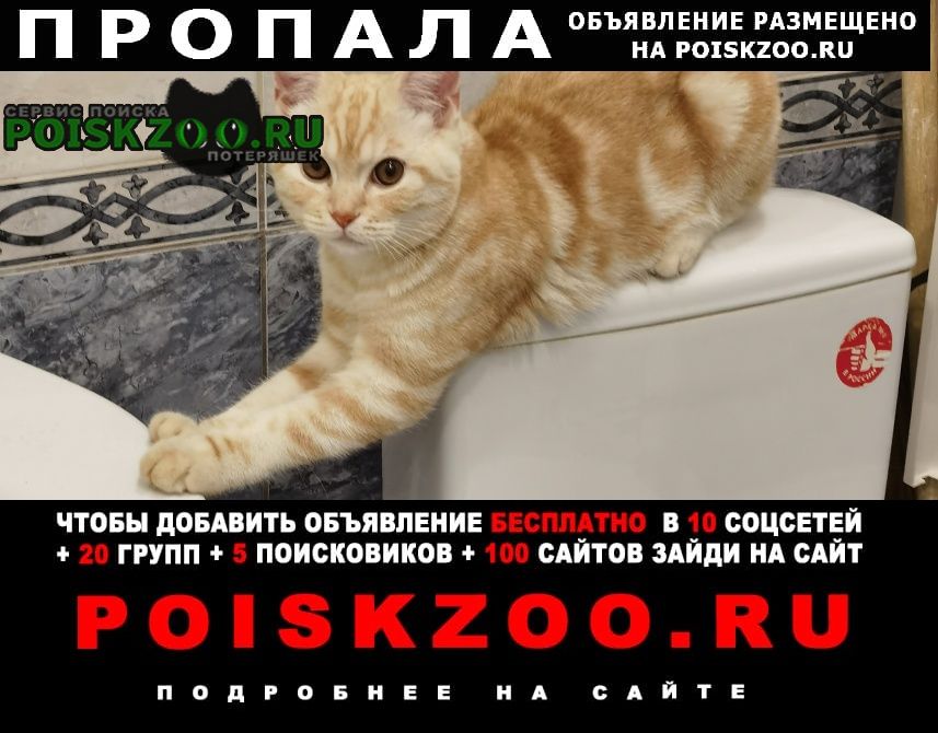 Тольятти Пропал кот