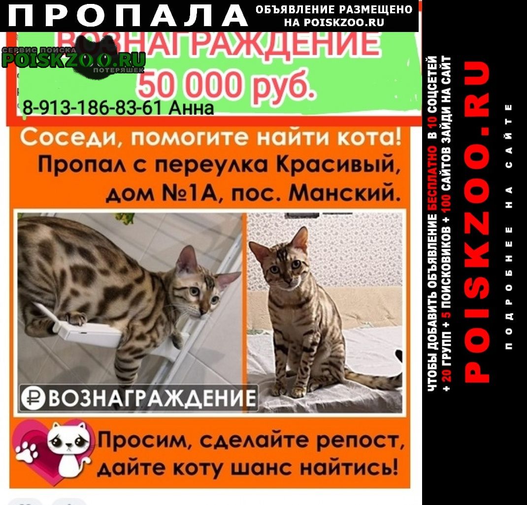 Дивногорск Пропал кот в посёлке манский. 13.06.2
